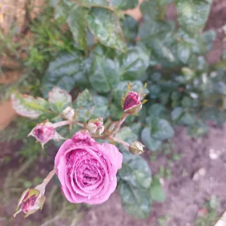 Casa Das Rosas *