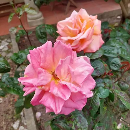 Semesterbostad Casa Das Rosas