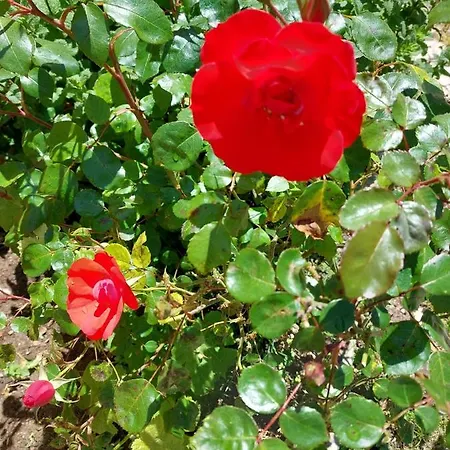 Casa Das Rosas