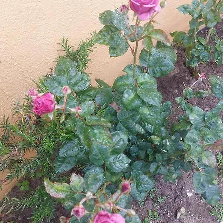 Semesterbostad Casa Das Rosas *